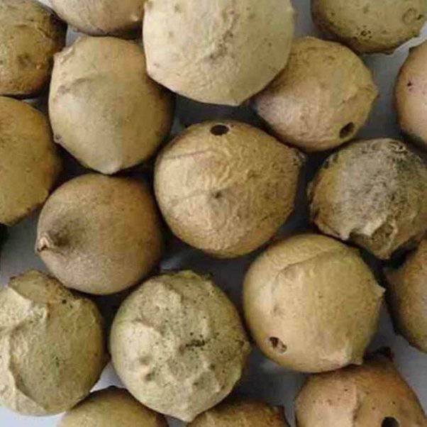 🌿 Takaout (Tamarix Aphylla) | Galle de Tamarix 50g, 100g, 200g – Soin Naturel pour Cheveux & Bien-être Féminin - nilabeautys.com