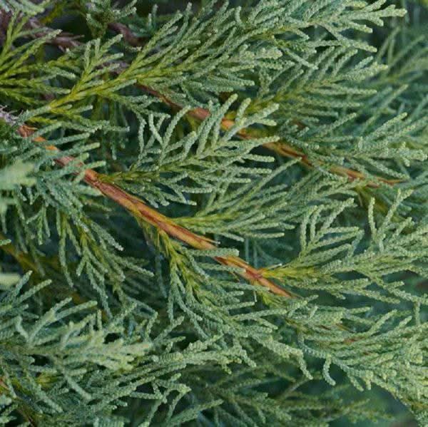 Feuilles de Genévrier | Al Ârâr 100% Naturelles | 50g | 100g | 200g - nilabeautys.com