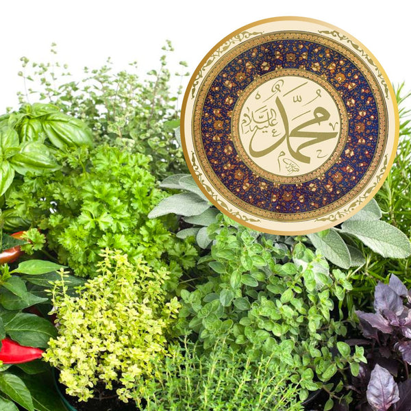 9 Herbes recommandées par le Prophète – Guide 2026