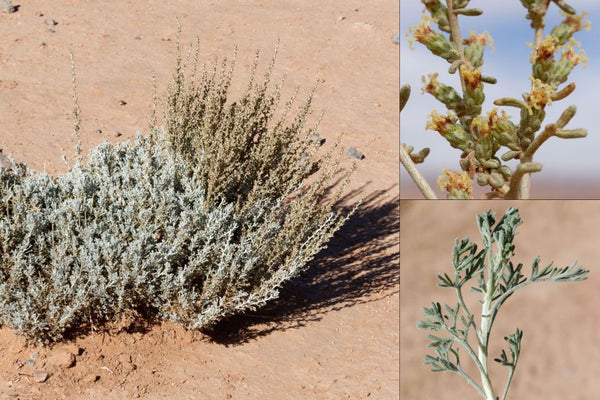 Armoise Commune (Chih) Maroc : Vertus, Usages et Astuces – Guide 2026