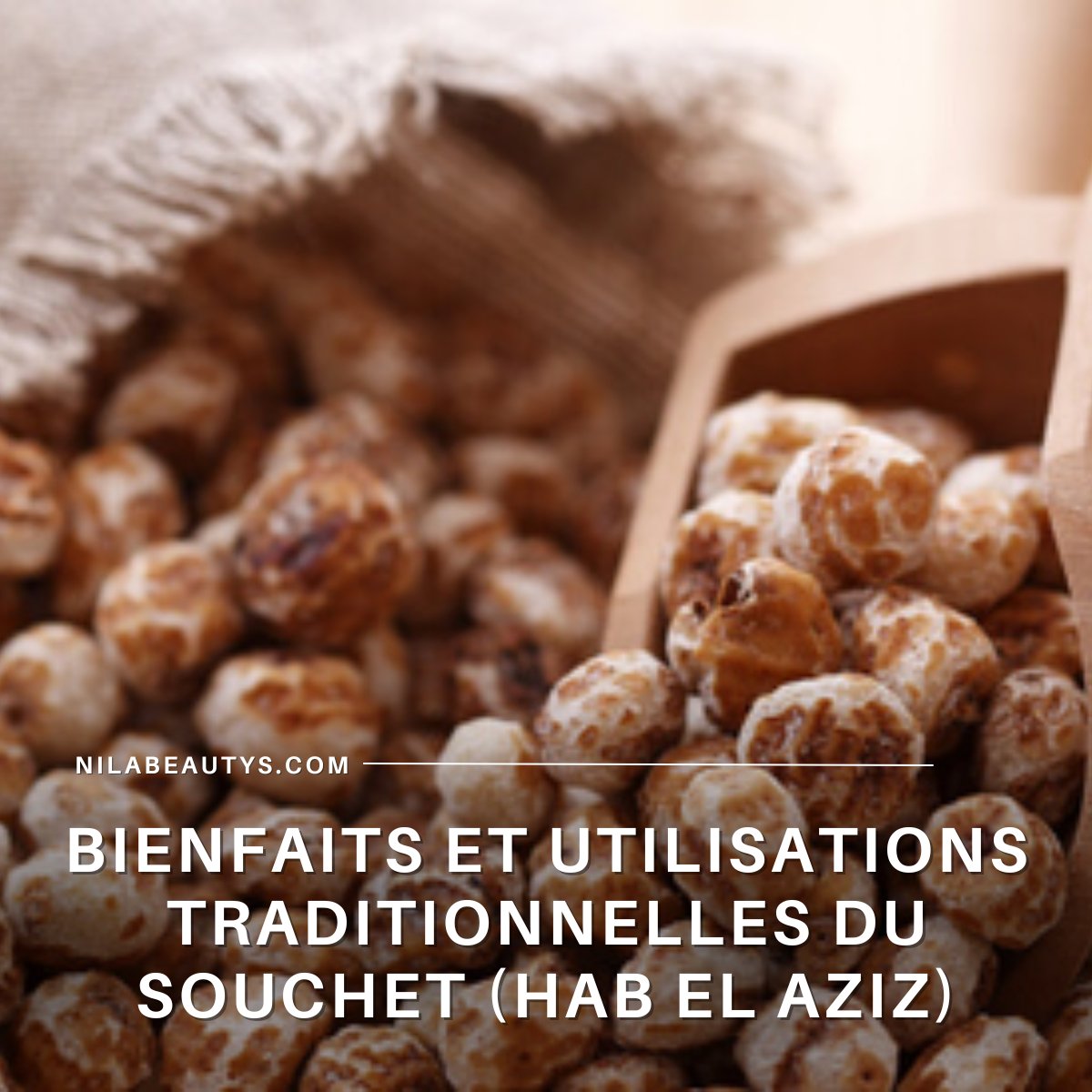 Bienfaits et Utilisations Traditionnelles du Souchet (Hab – Guide 2026