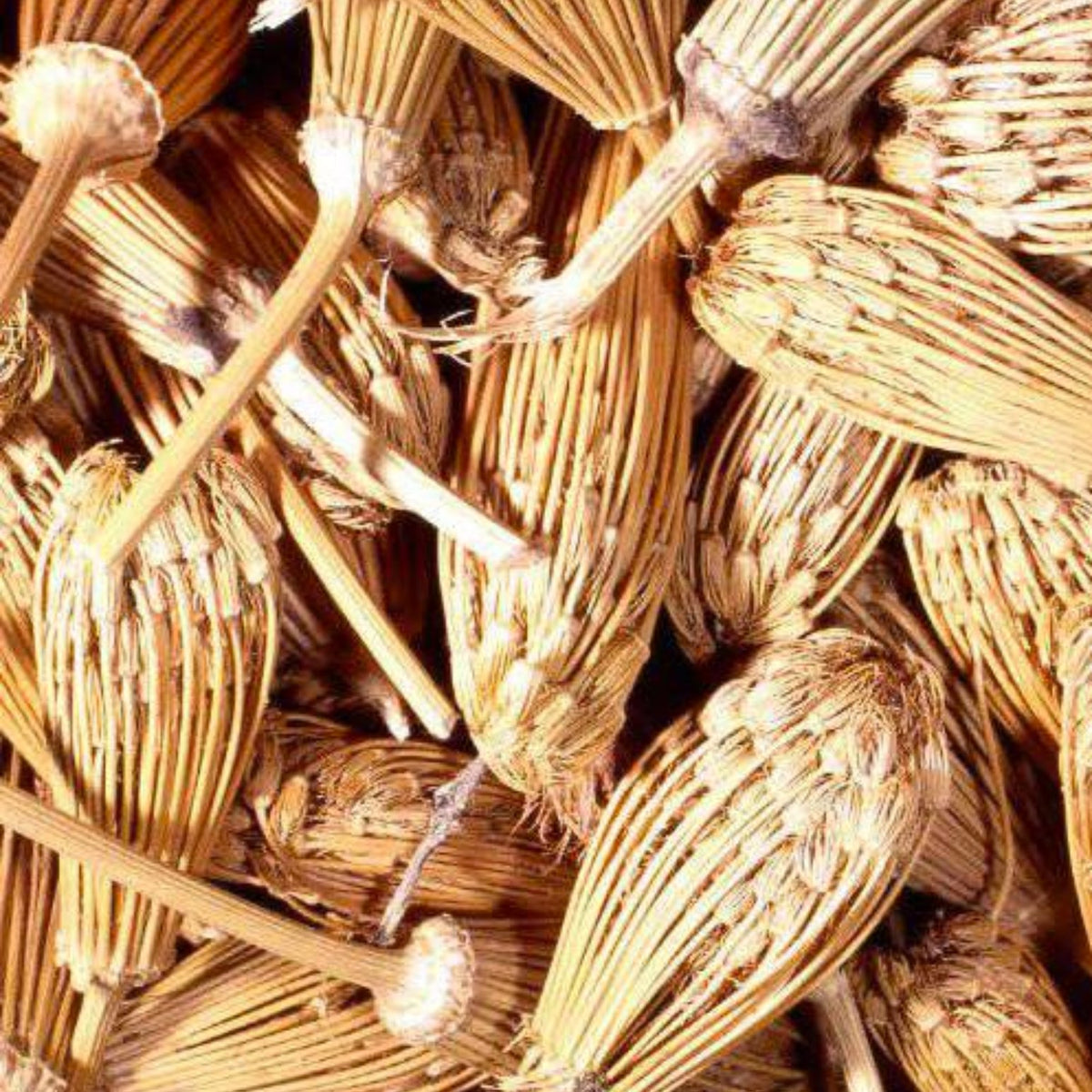 Conseils d'utilisation des graines d'Ammi Visnaga (El – Guide 2026