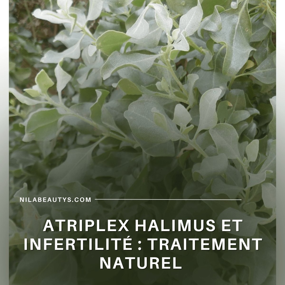 Effet thérapeutique de l’Atriplex halimus – Guide 2026