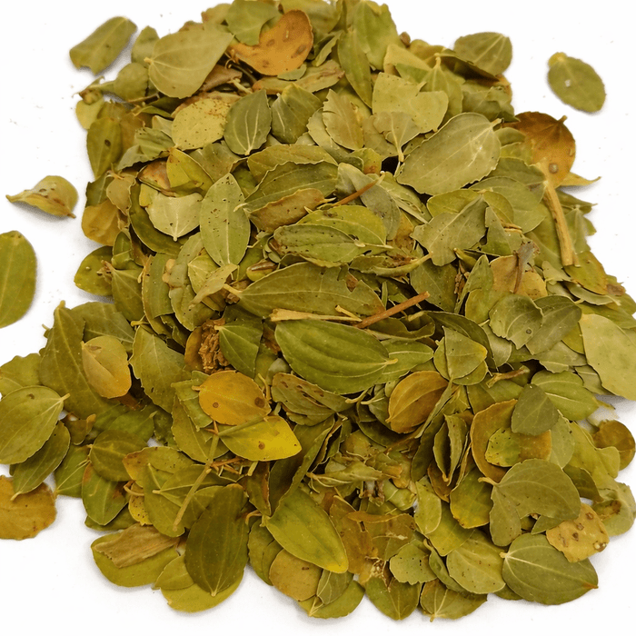 Feuille de Jujubier : Bienfaits, Utilisation et Vertus Spirituelles en Islam - nilabeautys.com