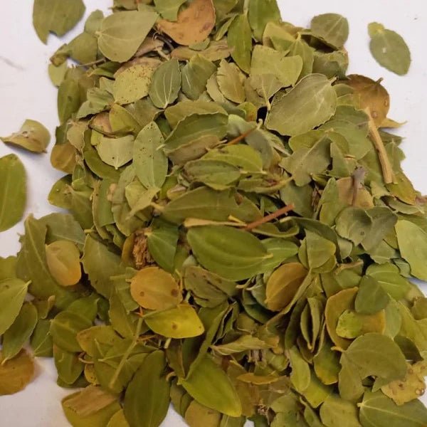 Feuille de Jujubier Sidr en Poudre - Propriétés, – Guide 2026