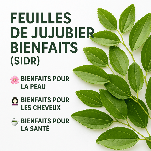 Feuilles de Jujubier (Sidr) – Guide 2026
