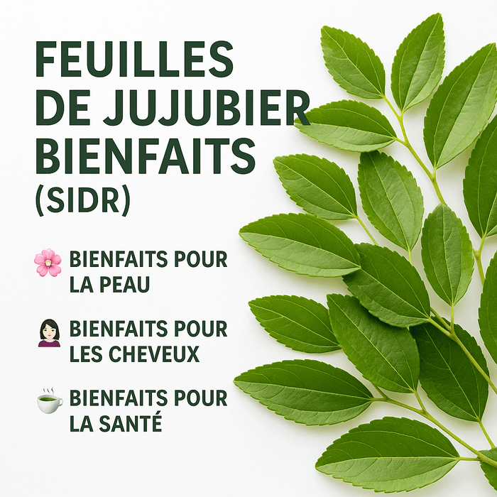 Feuilles de Jujubier (Sidr) - nilabeautys.com