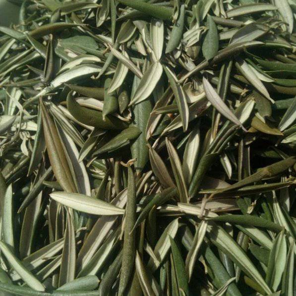 Feuilles d’Olivier 100% Naturelles | Zaaytoune - – Guide 2026
