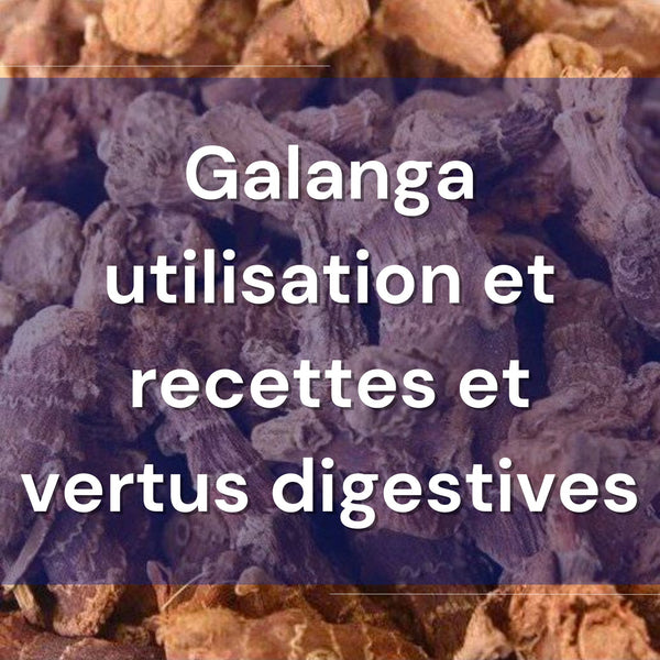 Galanga utilisation et recettes et vertus digestives – Guide 2026