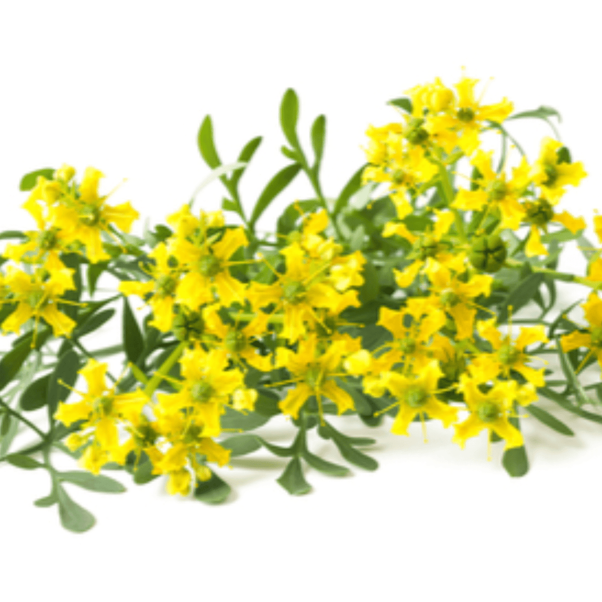 Herbe de rue Rue officinale bienfaits et précautions – Guide 2026
