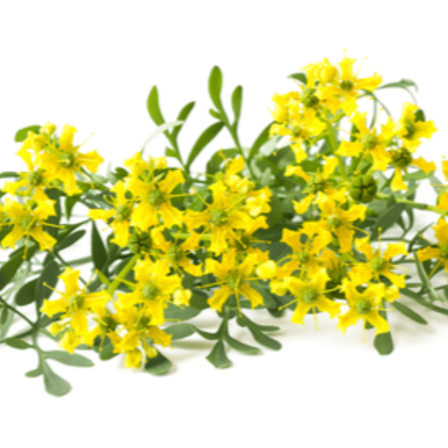 Herbe de rue Rue officinale bienfaits et précautions - nilabeautys.com