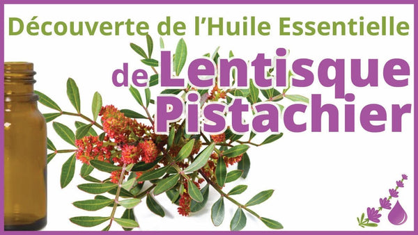 Huile de Lentisque Pistachier : Un Trésor Naturel – Guide 2026