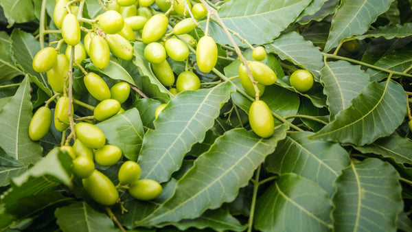 Le Margousier (Neem) : Bienfaits, Utilisations et Secrets – Guide 2026