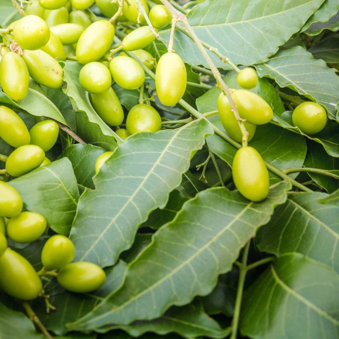 Le Margousier (Neem) : Bienfaits, Utilisations et Secrets Naturels - nilabeautys.com