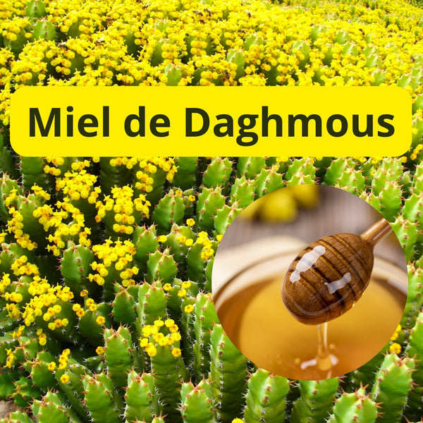 Miel de Daghmous : bienfait et utilisation – Guide 2026