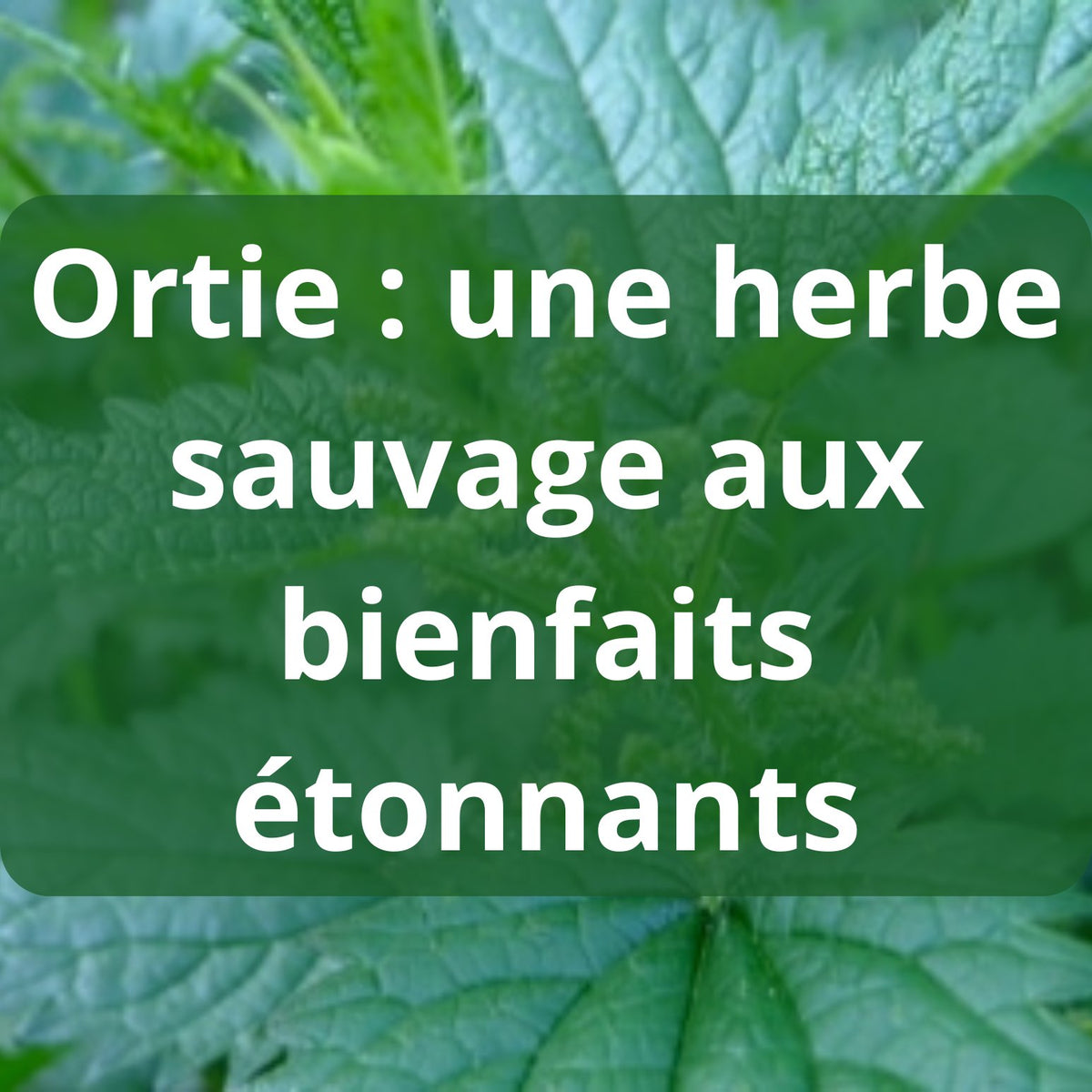 Ortie : une herbe sauvage aux bienfaits étonnants – Guide 2026