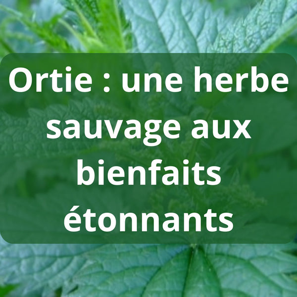 Ortie : une herbe sauvage aux bienfaits étonnants – Guide 2026