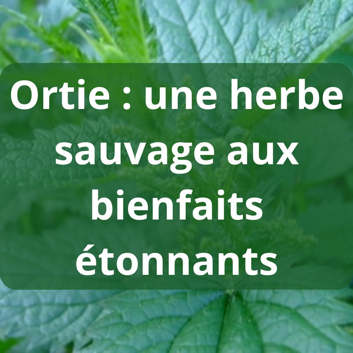 Ortie : une herbe sauvage aux bienfaits étonnants - nilabeautys.com