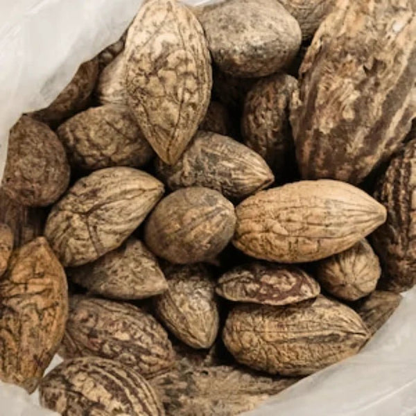 Pierre de Protection Oud El Salib – Puissante Pierre – Guide 2026