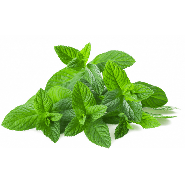 Pouliot Menthe : Bienfaits, Utilisations et Où l'Acheter – Guide 2026