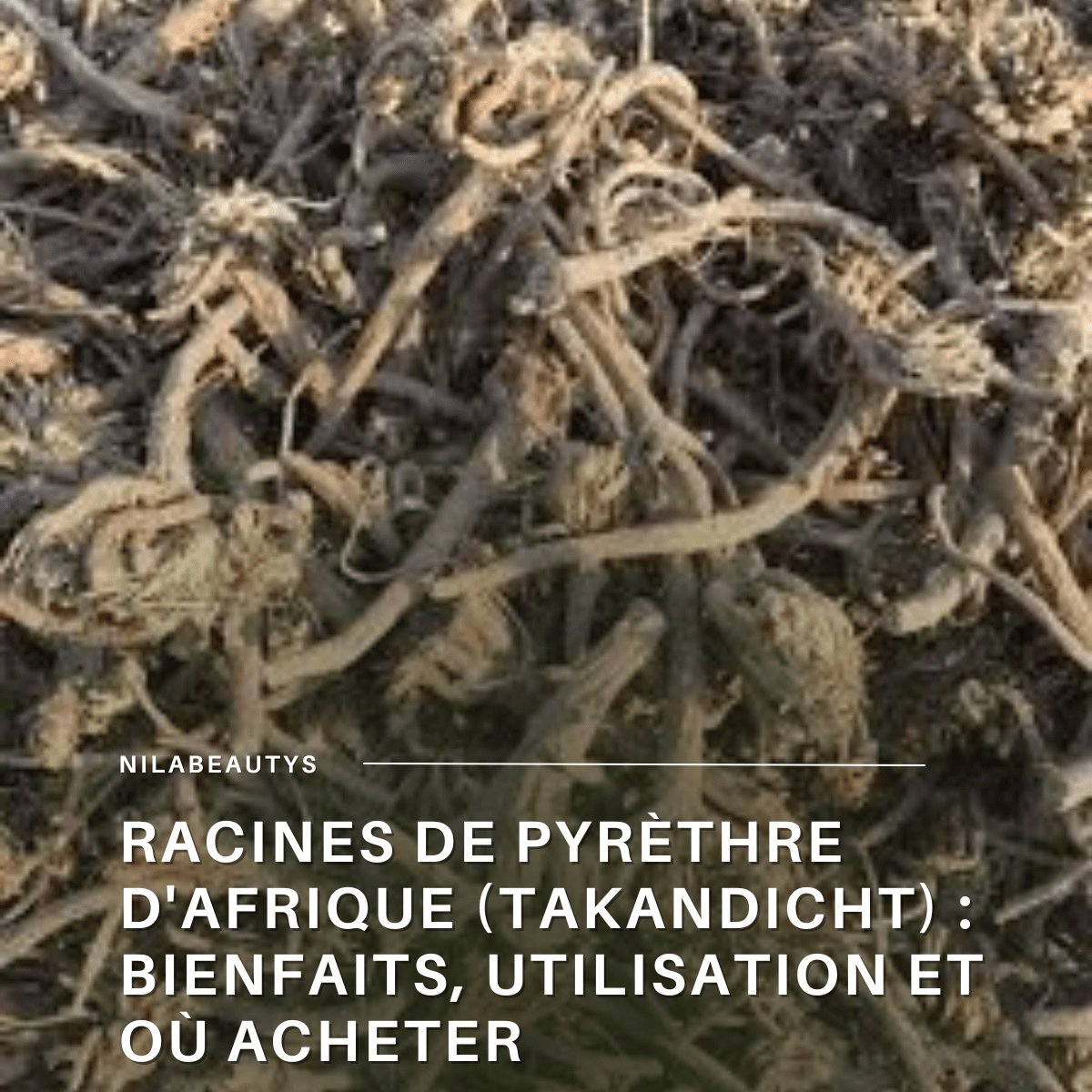 Racines de Pyrèthre d'Afrique (Takandicht) : Bienfaits, – Guide 2026