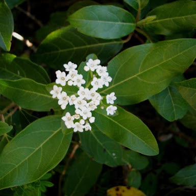 Feuilles de figuier séchées : bienfaits, utilisation et vertus naturelles