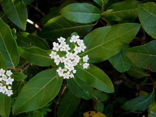 Feuilles de figuier séchées : bienfaits, utilisation et vertus naturelles