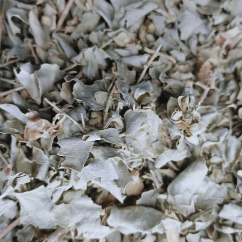 Atriplex Halimus (El Gtaff) – Feuilles Séchées Naturelles
