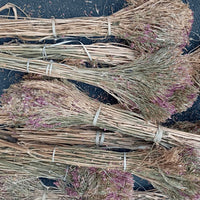 Centaurée Petite Ras el Haya  – Herbe aux Mille Vertus | Plante Médicinale Naturelle