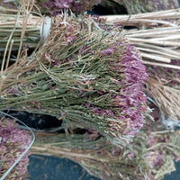 Centaurée Petite Ras el Haya  – Herbe aux Mille Vertus | Plante Médicinale Naturelle
