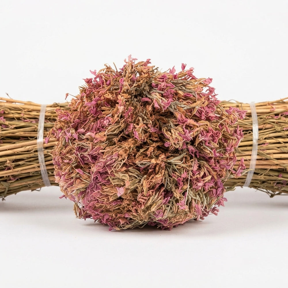 Centaurée Petite Ras el Haya  – Herbe aux Mille Vertus | Plante Médicinale Naturelle