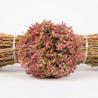 Centaurée Petite Ras el Haya  – Herbe aux Mille Vertus | Plante Médicinale Naturelle