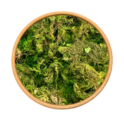 Sonbol Nardin Valériane 50g / 100g / 200g – Plante Naturelle Relaxante