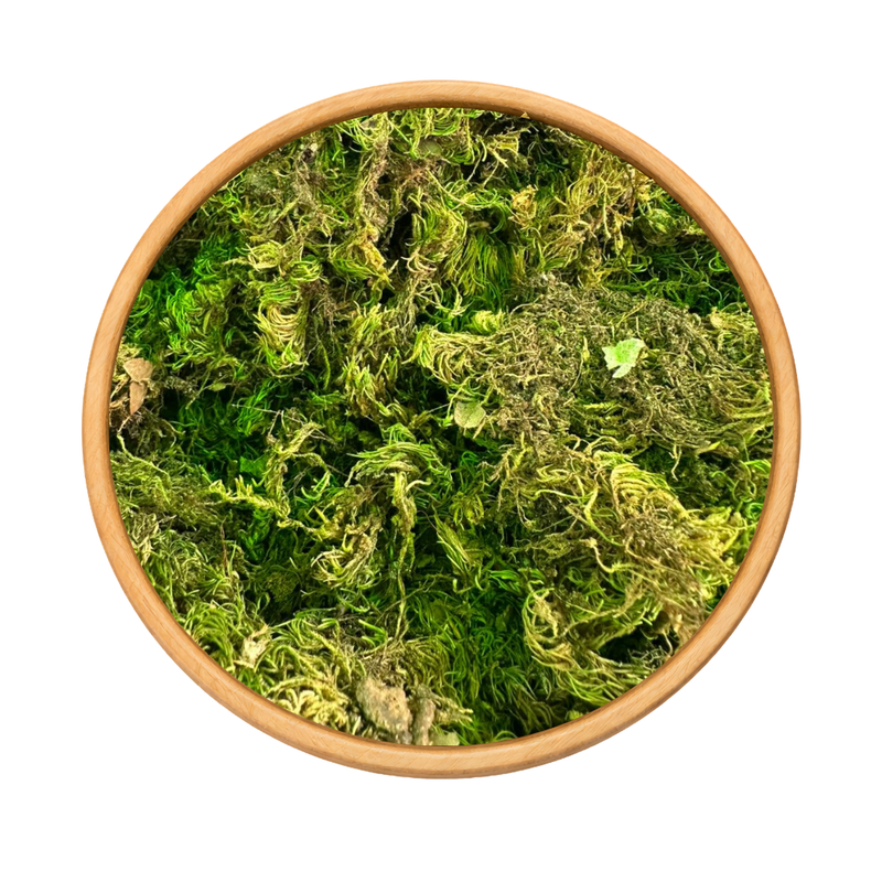 Sonbol Nardin Valériane 50g / 100g / 200g – Plante Naturelle Relaxante