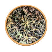 Badiane Chinoise (Anis Étoilé) – Épice Naturelle Aromatique