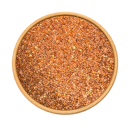 Graines de Radis – Naturelles pour Culture & Microgreens