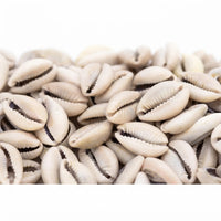 Coquillage Cauris Naturel (Cyprée / Al Wadaa) – 50g, 100g ou 200g | Soin Éclat