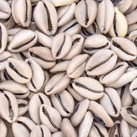 Coquillage Cauris Naturel (Cyprée / Al Wadaa) – 50g, 100g ou 200g | Soin Éclat