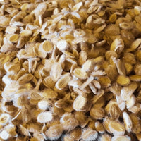 Cumin Velu (Kamoun Soufi) – Épice Aromatique du Maghreb | Ammodaucus leucotrichus