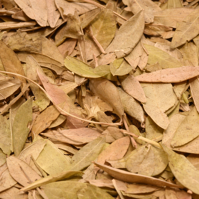 Feuilles de Pistacia lentiscus (El Darw الضرو) – Infusion & Bien-être Naturel