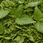 Feuilles d’Ortie Piquante Bio – Urtica Dioica – 50g / 100g / 200g