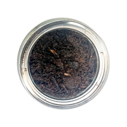 Mabsoos Ameer Al Oud Bakhoor 50g – Encens Oud Poudre Premium