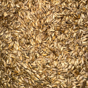 Graines de Chardon (Chouk Jmal) – شوك الجمل | Plante Sauvage Naturelle