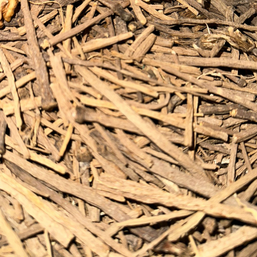 Takandicht (تقنديشت) – Racine de Pyrèthre d’Afrique Naturelle