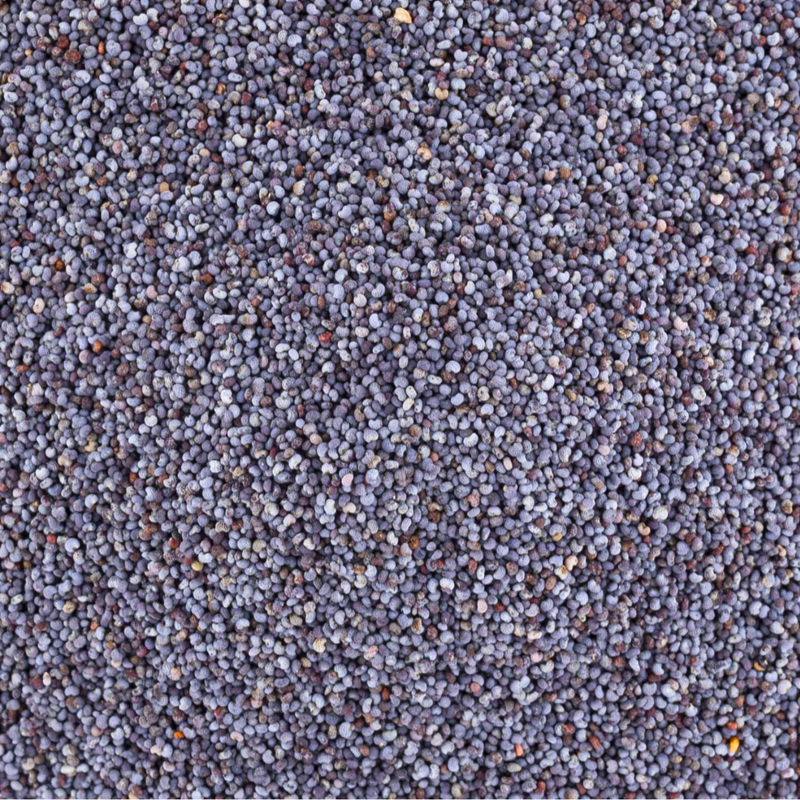 Graines de Pavot Bleu – El Khachkhach