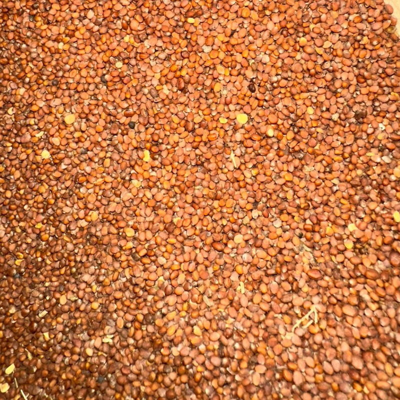 Graines de Radis – Naturelles pour Culture & Microgreens