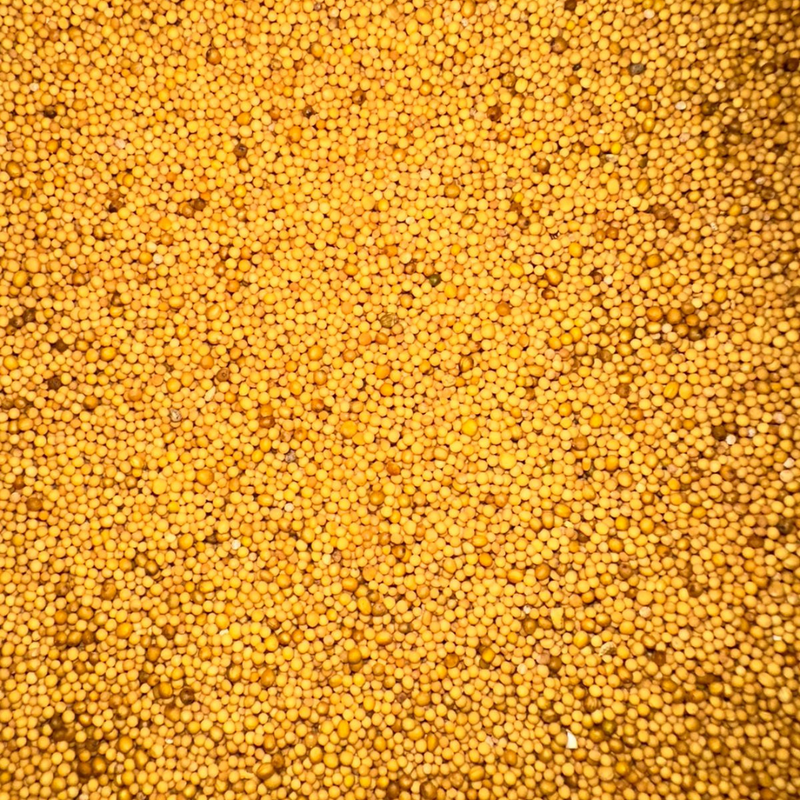 Graines de Moutarde Jaune – Douces & Aromatiques
