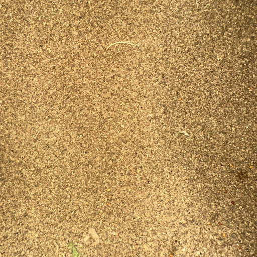 Graines de Céleri – Épice Naturelle Aromatique