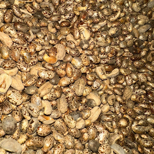 Gemeine Rizinussamen | Al Kharwaâ 50g | 100g | 200g | Vielseitiges Naturheilmittel für Gesundheit und Schönheit