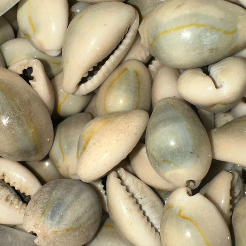 El Wadaa (Cauris de Mer) – Coquillages Naturels